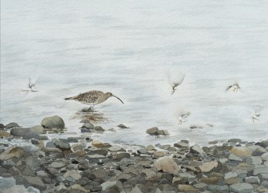 Curlew with Common Ringed Plover