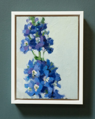 Delphinium