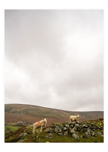 Mounted Print - Look Out