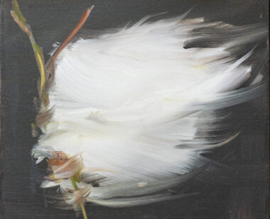 Bog Cotton III
