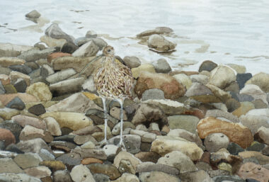 Curlew on the Rocks